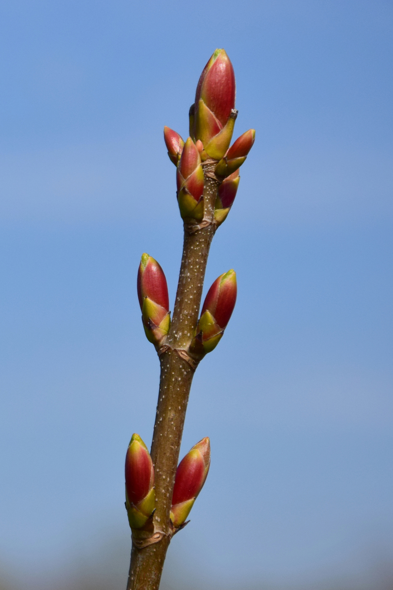 Knoppen van welke boom?